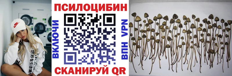закладка  Дмитров  Псилоцибиновые грибы прущие грибы 